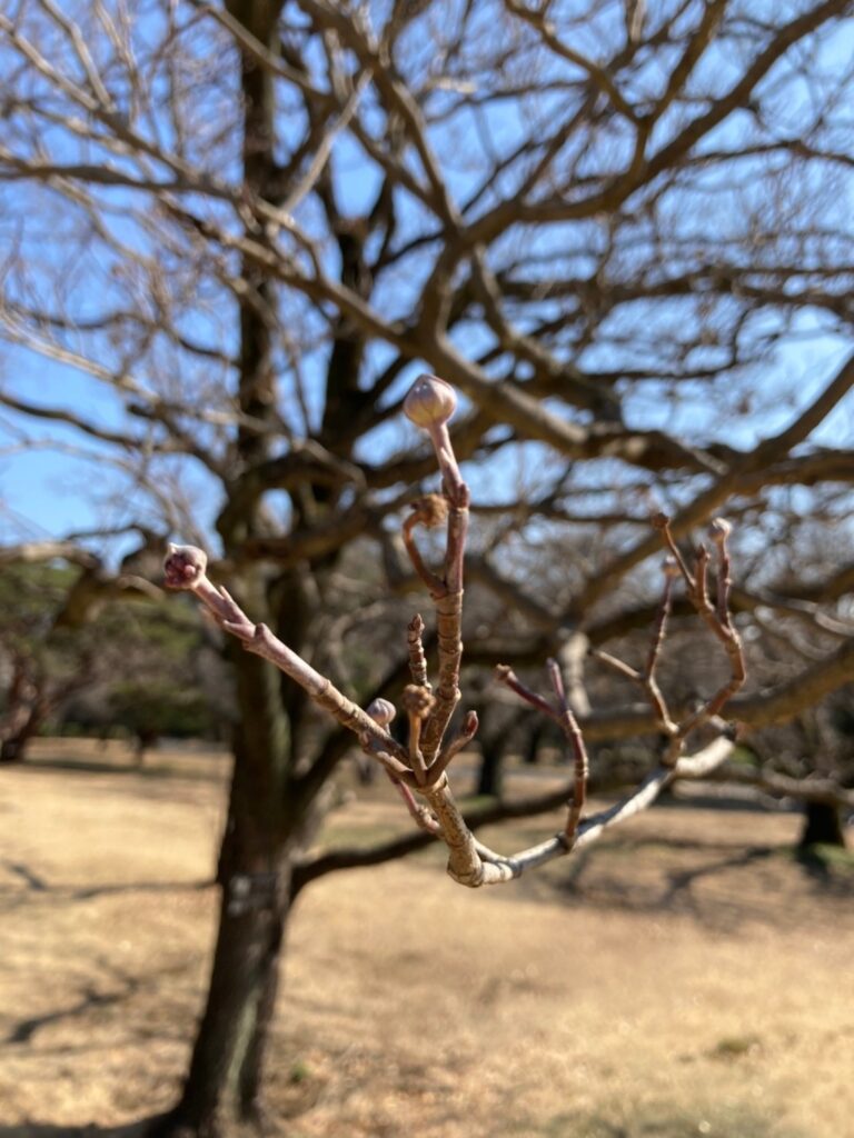 ハナミズキ　冬芽