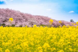 桜と菜の花