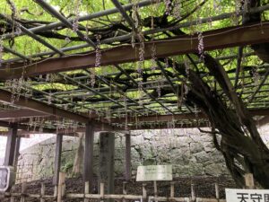 舞鶴公園の藤