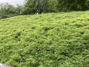 舞鶴公園の藤棚（唐津城）