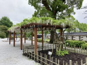 唐津城の白藤