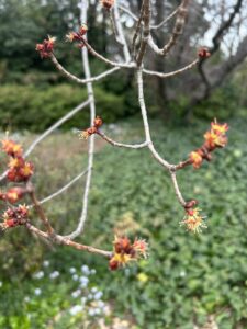 ハナノキの花