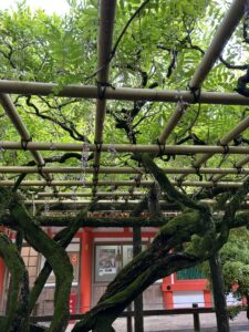 250506　春日大社　藤