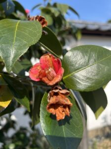 天倫寺月光　椿