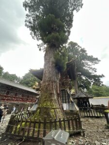 日光のスギ
